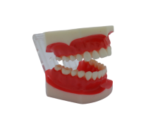 TOOTH MODEL G-TYPE - фантомная челюсть с несъемными зубами